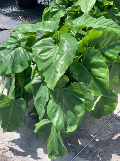 Gigantium Philodendron